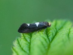 Feathered Bright (Incurvaria masculella)