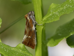 Skumringsvikler (Eulia ministrana)