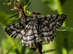 Common Heath (Ematurga atomaria)