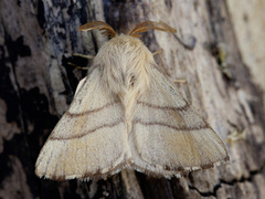 The Lackey (Malacosoma neustria)