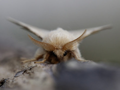 The Lackey (Malacosoma neustria)