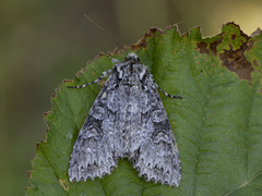 Grey Arches (Polia nebulosa)