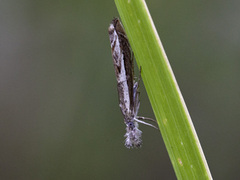 Hook-tipped Grass-veneer (Platytes alpinella)