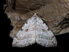 Treble-bar (Aplocera plagiata)