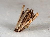 Sekkspinnere (Psychidae)