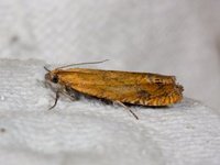 Perikumvikler (Lathronympha strigana)