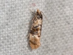 Birch Conch (Cochylis nana)