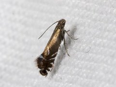 Glyphipterix simpliciella