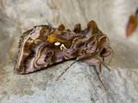 Fiolettbrunt metallfly (Autographa pulchrina)