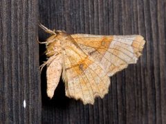 Flikmånemåler (Selenia lunularia)