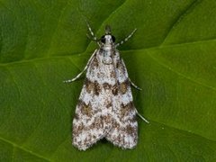 Prydmosemott (Scoparia pyralella)