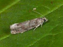 Square-barred Bell (Epinotia tetraquetrana)