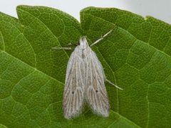 Helcystogramma lineolella