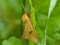 Rødfrynset bjørnespinner (Diacrisia sannio)