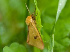 Clouded Buff (Diacrisia sannio)