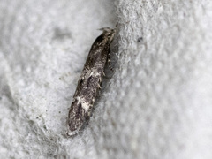 Garden Cosmet (Mompha subbistrigella)