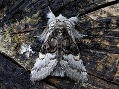 Nut-tree Tussock (Colocasia coryli)