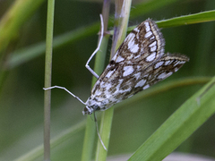 Brown China-mark (Elophila nymphaeata)