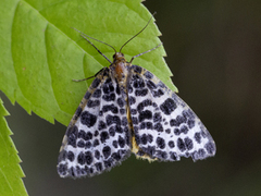 Spotted Beauty (Arichanna melanaria)