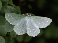 Large Emerald (Geometra papilionaria)