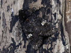 Dot Moth (Melanchra persicariae)