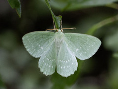 Large Emerald (Geometra papilionaria)