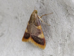 Purpurhalmmott (Hypsopygia costalis)