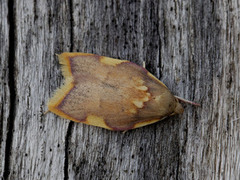 Long-horned Flat-body (Carcina quercana)