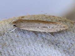 Bulrush Cosmet (Limnaecia phragmitella)