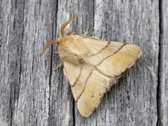 The Lackey (Malacosoma neustria)