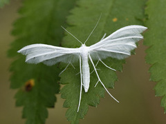 Sølvfjærmøll (Pterophorus pentadactyla)