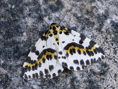 Stikkelsbærpraktmåler (Abraxas grossulariata)