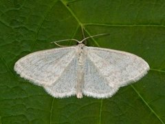 Cream Wave (Scopula floslactata)