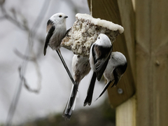 Stjertmeis (Aegithalos caudatus)