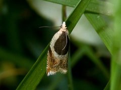 Vikkesigdvikler (Ancylis badiana)