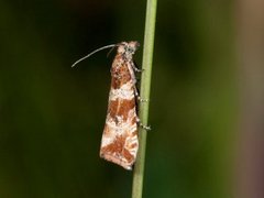 Engprydvikler (Celypha cespitana)