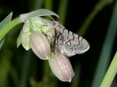 Marmordvergmåler (Eupithecia venosata)