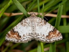 Almemåler (Venusia blomeri)