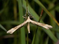 Ryllikfjærmøll (Gillmeria pallidactyla)