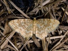 Small Yellow Wave (Hydrelia flammeolaria)