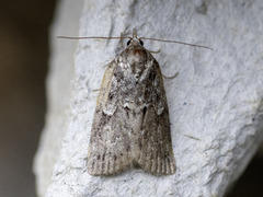 Seljeviklerfly (Nycteola degenerana)
