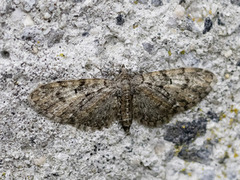 Eikedvergmåler (Eupithecia dodoneata)