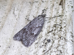 Smalvingemåler (Pachycnemia hippocastanaria)