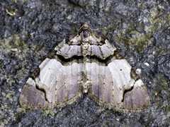 Fiolett rosemåler (Anticlea derivata)