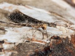 Skin Moth (Monopis laevigella)