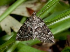 Granbarmåler (Thera variata)