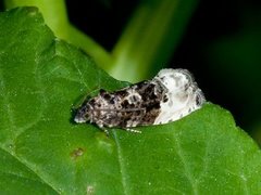 Marbled Orchard Tortrix (Hedya nubiferana)