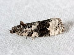 Hvitflekket løvvikler (Apotomis turbidana)