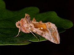 Plain Golden Y (Autographa jota)