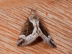 Beautiful Snout (Hypena crassalis)